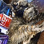 kitten, cat, tortoiseshell, fur, pet, animal, coca_cola_can, remote_control, purple_container, wooden_surface, indoor, closeup, cute, relaxed, feline, small_animal, domestic, laying_down, eyes, whiskers