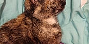 Luna joined the competition — help win amazing prizes! cat, tortoiseshell, pet, animal, feline, fur, whiskers, ear, blanket, teal, floral_pattern, resting, indoor, closeup, side_view, domestic, cute, soft, cozy, relaxed