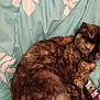 Luna is registered to the contest to win money with this photo: cat, tortoiseshell_cat, sleeping, curled_up, blanket, floral_pattern, teal, cozy, pet, fur, domestic_animal, resting, indoor, soft_texture, animal, cute, relaxing, feline, comfort, nap