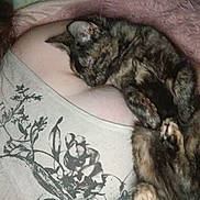 Luna joined the competition — help win amazing prizes! cat, tortoiseshell_cat, sleeping, person, chest, shirt, floral_pattern, closeup, indoor, cozy, resting, fur, pet, animal, cute, relaxation, comfort, pink_blanket, human, nap