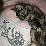 cat, tortoiseshell_cat, sleeping, person, chest, shirt, floral_pattern, closeup, indoor, cozy, resting, fur, pet, animal, cute, relaxation, comfort, pink_blanket, human, nap