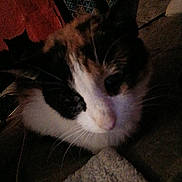 Babygirl is registered to the contest to win money with this photo: cat, calico_cat, close_up, pet, animal, feline, whiskers, fur, indoor, dim_lighting, cozy, blanket, fabric, patterned_background, texture, close_range, face, cute, domestic_animal, resting