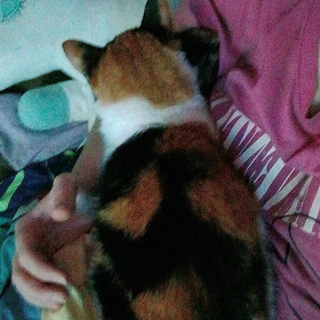 Babygirl is registered to the contest to win money with this photo: animal, bed, blanket, calico_cat, cat, close_up, clothing, comfort, cozy, domestic, feline, fur, hand, human, indoor, pet, pink_shirt, resting, sleeping, snuggling