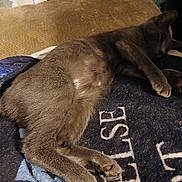 Blue joined the competition — help win amazing prizes! cat, gray_cat, sleeping, blanket, indoor, pet, feline, cozy, resting, paw, fur, animal, soft, comfort, relaxation, domestic, cute, laying, quiet, warm