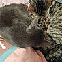 cat, gray_cat, tabby_cat, sleeping, cuddle, feline, pet, fur, indoor, blanket, human_arm, cozy, resting, closeup, animal, cute, companion, soft, relaxed, comfort