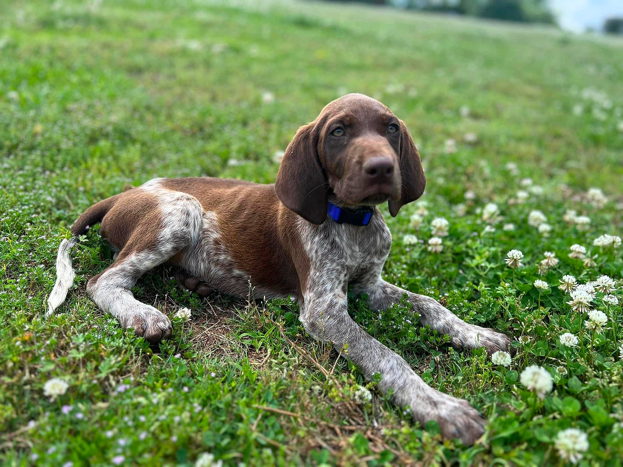 Blue is registered to the contest to win money with this photo: braque_francais, canidae, carnivore, collar, companion_dog, dog, dog_breed, dog_collar, fawn, flower, grass, groundcover, gun_dog, liver, plant, pointing_breed, sporting_group, tail, terrestrial_animal, working_animal