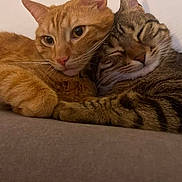 Couscous participe au concours pour gagner de l'argent avec cette photo : cats, cat, orange_cat, tabby_cat, pets, felines, snuggling, cuddling, sleeping, relaxed, cozy, couch, indoor, portrait, close_up, fur, whiskers, ears, friendship, cute