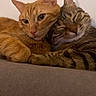 cats, cat, orange_cat, tabby_cat, pets, felines, snuggling, cuddling, sleeping, relaxed, cozy, couch, indoor, portrait, close_up, fur, whiskers, ears, friendship, cute