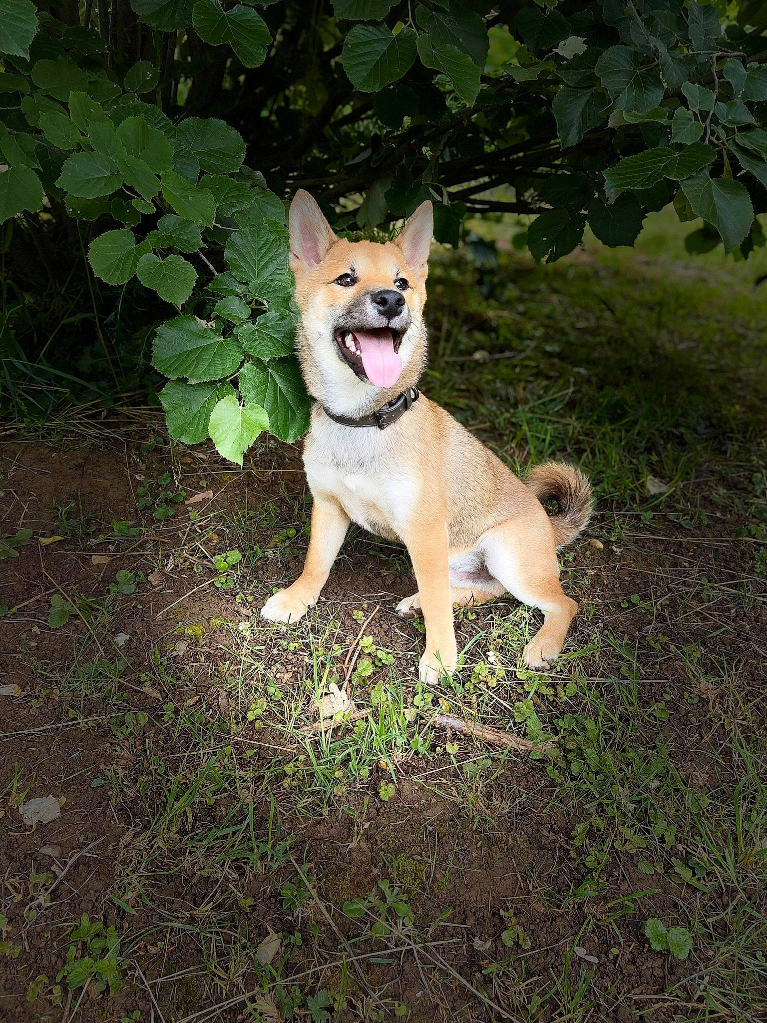 Ghost a rejoint le concours — aidez-le/la à gagner de superbes lots ! akita, canaan_dog, canidae, carnivore, carolina_dog, dingo, dog, dog_breed, fawn, hokkaido, korean_jindo_dog, mammal, new_guinea_singing_dog, non_sporting_group, norwegian_buhund, norwegian_lundehund, shiba_inu, shikoku, tail, vertebrate