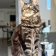 ægon participe au concours pour gagner de l'argent avec cette photo : cat, tabby, fluffy, fur, animal, pet, indoor, reflection, metal_bucket, golden_eyes, whiskers, portrait, sitting, feline, domestic_cat, closeup, soft_light, background_blur, household, curious