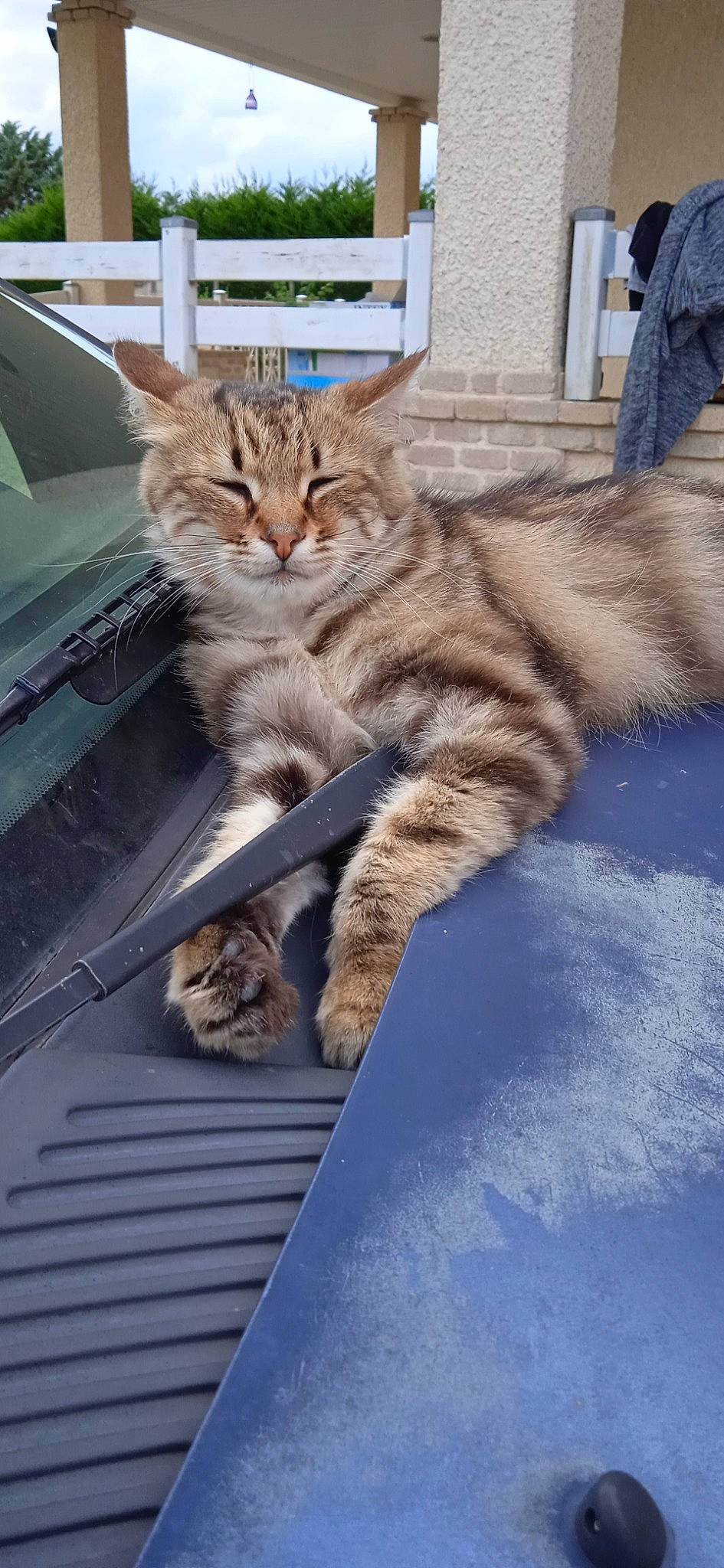 Gamer a rejoint le concours — aidez-le/la à gagner de superbes lots ! carnivore, cat, claw, domestic_short_haired_cat, fawn, felidae, foot, fur, paw, sitting, small_to_medium_sized_cats, snout, tail, terrestrial_animal, vertebrate, whiskers, wildlife, window, windshield