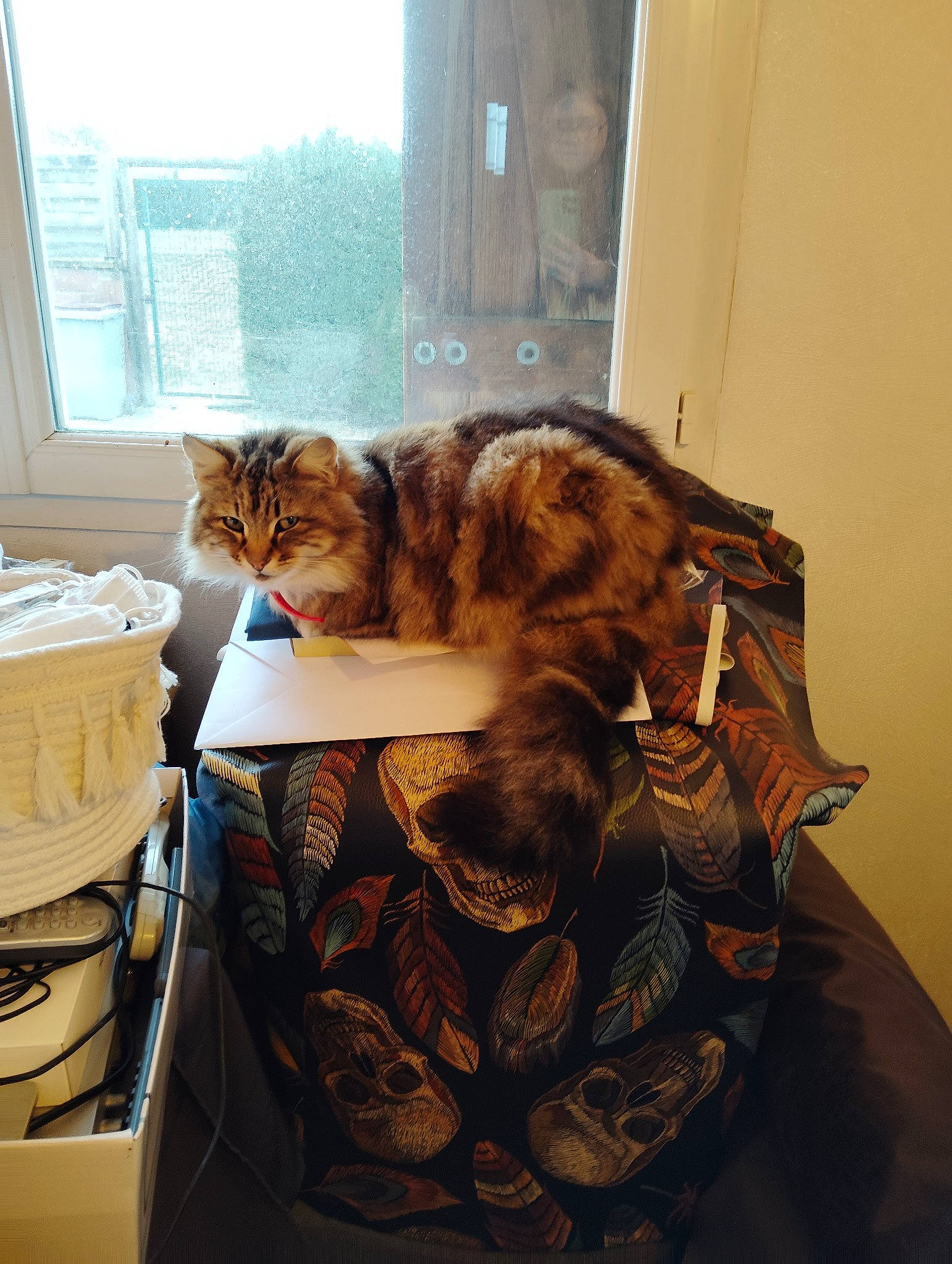 Gamer a rejoint le concours — aidez-le/la à gagner de superbes lots ! bag, carnivore, cat, comfort, domestic_short_haired_cat, felidae, fur, linens, mammal, paper, pattern, room, small_to_medium_sized_cats, tail, terrestrial_animal, textile, whiskers, window, window_covering, wood