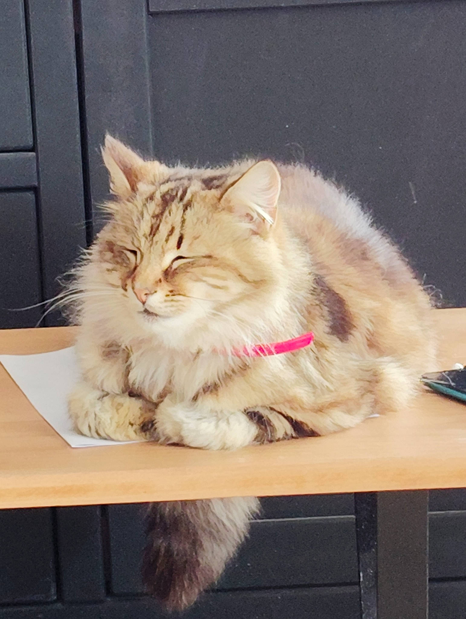 Gamer participe au concours pour gagner de l'argent avec cette photo : box, carnivore, cat, claw, desk, domestic_short_haired_cat, door, fawn, felidae, flooring, fur, hardwood, paw, sitting, small_to_medium_sized_cats, table, tail, whiskers, window, wood