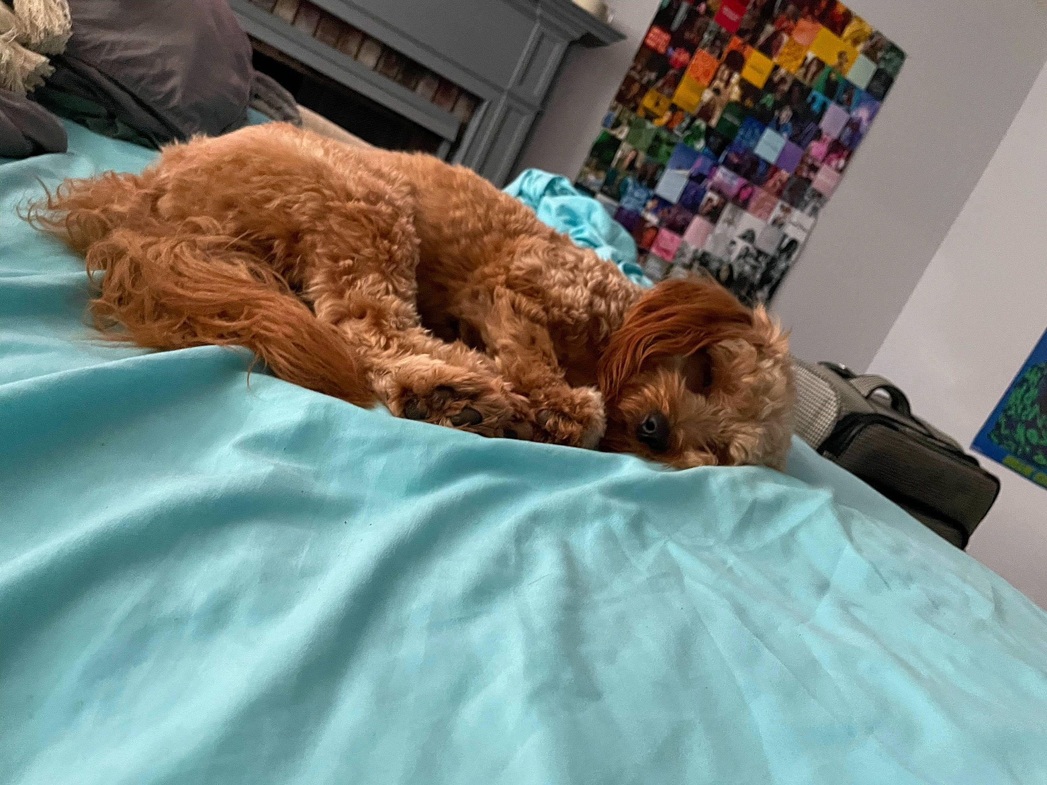 Sadie is registered to the contest to win money with this photo: bed, bedding, canidae, carnivore, comfort, companion_dog, dog_breed, fawn, felidae, fur, linens, liver, room, sporting_group, stuffed_toy, textile, toy, toy_dog, water_dog, wool