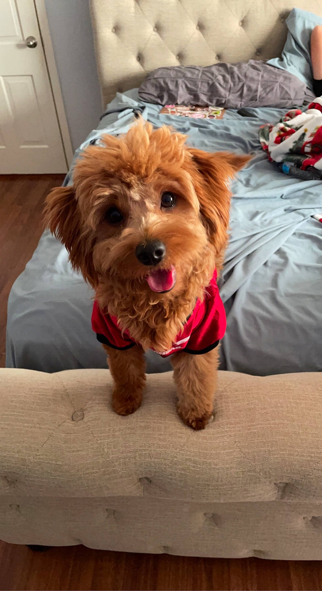 Sadie is registered to the contest to win money with this photo: cabinetry, canidae, carnivore, companion_dog, dog, dog_breed, dog_clothes, dog_supply, door, drawer, fawn, flooring, fur, liver, pet_supply, small_terrier, snout, terrier, toy_dog, wood