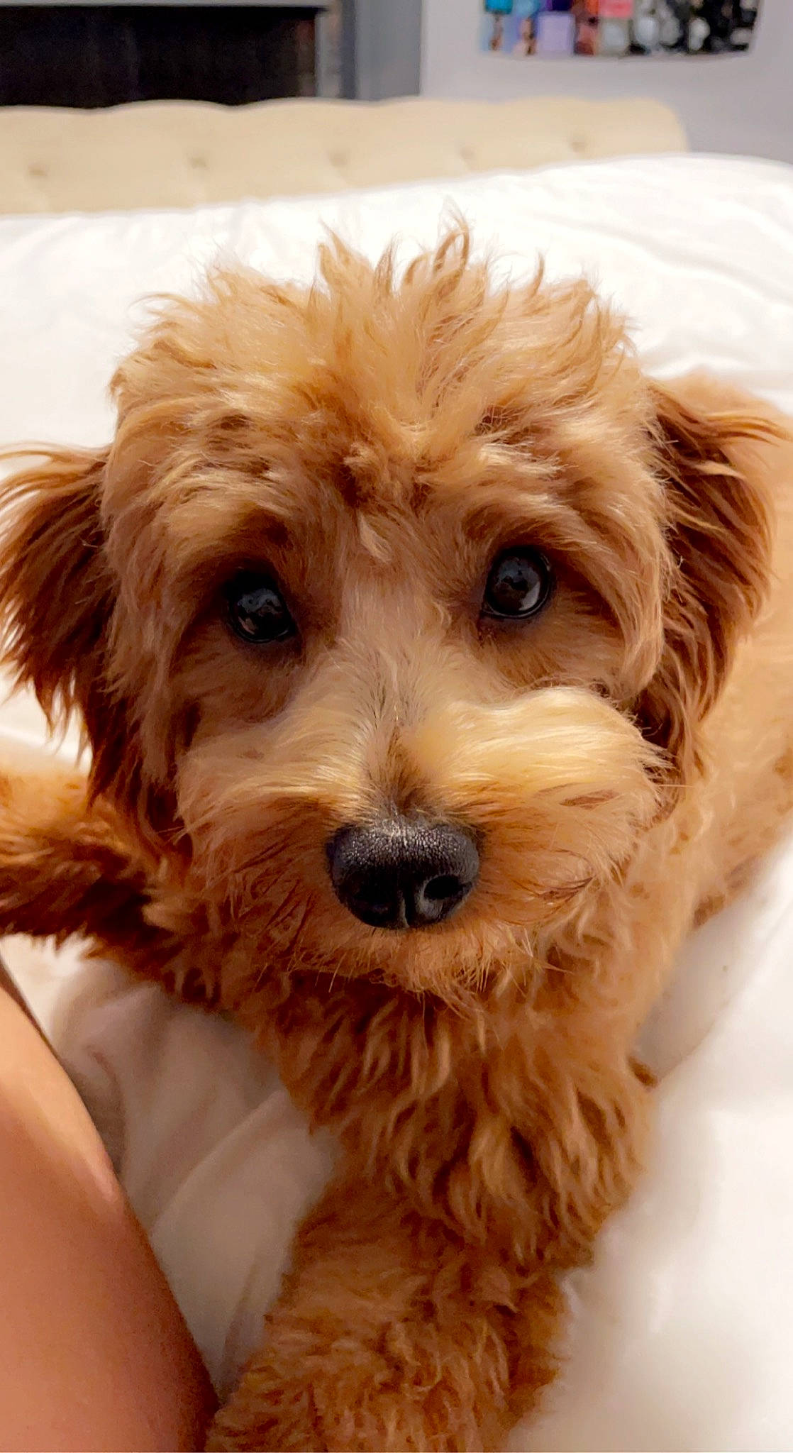 Sadie joined the competition — help win amazing prizes! carnivore, companion_dog, dog, dog_breed, fur, liver, maltepoo, poodle, snout, sporting_group, terrier, toy_dog, water_dog, working_animal, yorkipoo