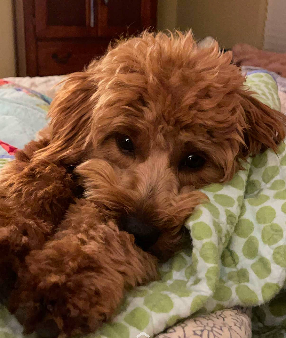 Sadie is registered to the contest to win money with this photo: canidae, carnivore, comfort, companion_dog, dog, dog_breed, fur, labradoodle, liver, mammal, poodle, puppy_love, small_terrier, snout, sporting_group, terrier, toy_dog, water_dog, working_animal, yorkipoo