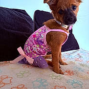 Luna joined the competition — help win amazing prizes! puppy, dog, pet, clothing, pink, purple, bow, blanket, paw_print, cute, small_dog, sitting, indoor, collar, fur, ears, animal, portrait, looking_at_camera, furniture