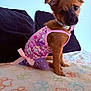puppy, dog, pet, clothing, pink, purple, bow, blanket, paw_print, cute, small_dog, sitting, indoor, collar, fur, ears, animal, portrait, looking_at_camera, furniture