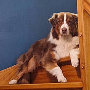 Roxy Leroux a rejoint le concours — aidez-le/la à gagner de superbes lots ! dog, stairs, wood, brown, white, fur, pet, animal, indoor, relaxed, blue_wall, paw, portrait, canine, laying, domestic, house, cozy, looking, resting