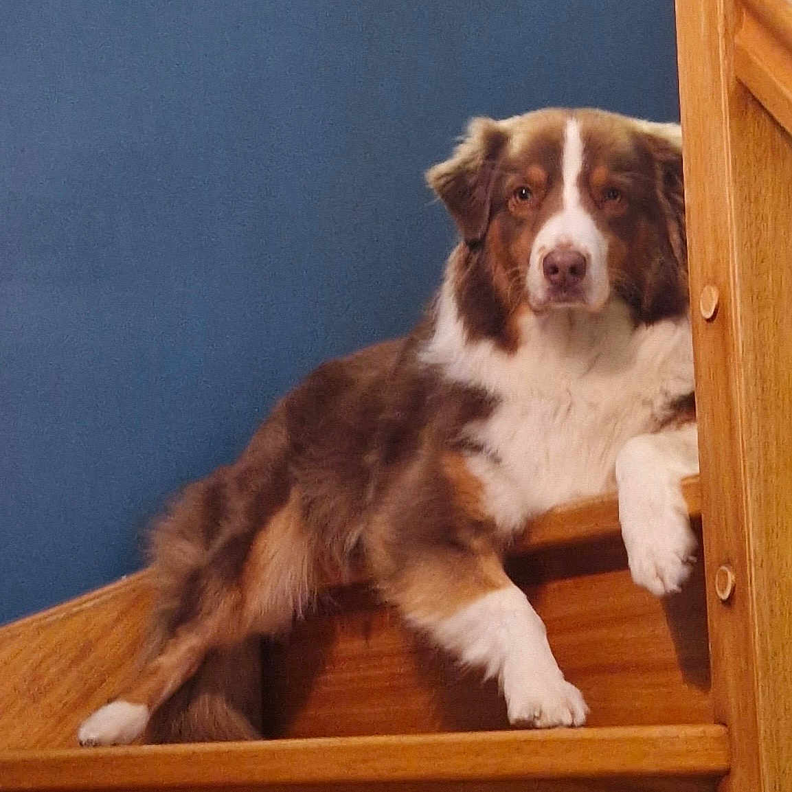 Roxy Leroux a rejoint le concours — aidez-le/la à gagner de superbes lots ! animal, blue_wall, brown, canine, cozy, dog, domestic, fur, house, indoor, laying, looking, paw, pet, portrait, relaxed, resting, stairs, white, wood