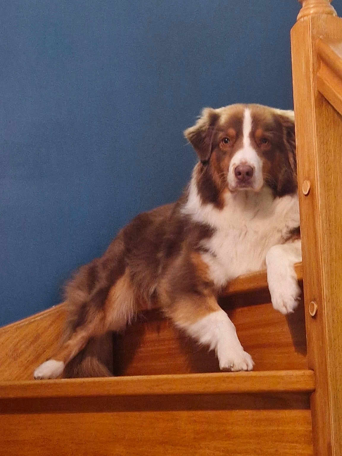Roxy Leroux a rejoint le concours — aidez-le/la à gagner de superbes lots ! dog, stairs, wood, brown, white, fur, pet, animal, indoor, relaxed, blue_wall, paw, portrait, canine, laying, domestic, house, cozy, looking, resting