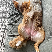 Roxy a rejoint le concours — aidez-le/la à gagner de superbes lots ! dog, lying_down, fluffy, relaxed, couch, quilted, brown, white_paws, belly_up, indoor, fur, tail, paws, pet, cozy, blanket, patterned_rug, home, resting, comfortable