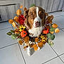dog, brown, white, autumn, wreath, pumpkin, flower, leaf, indoor, tile_floor, cabinet, decoration, pet, cute, animal, portrait, sitting, fall, seasonal, festive