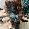 Noisette a rejoint le concours — aidez-le/la à gagner de superbes lots ! animal, blanket, blue, blurred, cable, cat, closeup, curious, cute, domestic, feline, fur, furry, indoor, kitten, paws, pet, quilt, whiskers, young