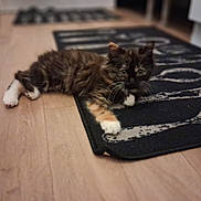 Noisette a rejoint le concours — aidez-le/la à gagner de superbes lots ! kitten, cat, tortoiseshell, indoor, rug, floor, wooden_floor, pet, animal, curious, lying_down, white_paws, feline, young_cat, domestic_cat, cute, fur, whiskers, home, cozy