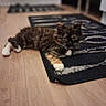 kitten, cat, tortoiseshell, indoor, rug, floor, wooden_floor, pet, animal, curious, lying_down, white_paws, feline, young_cat, domestic_cat, cute, fur, whiskers, home, cozy