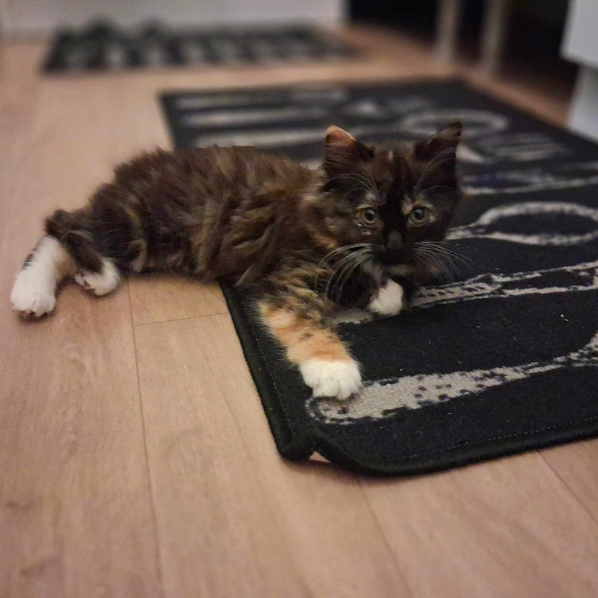 Noisette a rejoint le concours — aidez-le/la à gagner de superbes lots ! kitten, cat, tortoiseshell, indoor, rug, floor, wooden_floor, pet, animal, curious, lying_down, white_paws, feline, young_cat, domestic_cat, cute, fur, whiskers, home, cozy