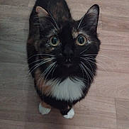 Noisette participe au concours pour gagner de l'argent avec cette photo : animal, cat, close_up, curious, cute, domestic_cat, ears, eyes, floor, four_legs, fur, indoor, looking_up, mammal, pet, small, tail, tortoiseshell, whiskers, wooden_floor