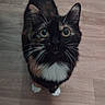 animal, cat, close_up, curious, cute, domestic_cat, ears, eyes, floor, four_legs, fur, indoor, looking_up, mammal, pet, small, tail, tortoiseshell, whiskers, wooden_floor