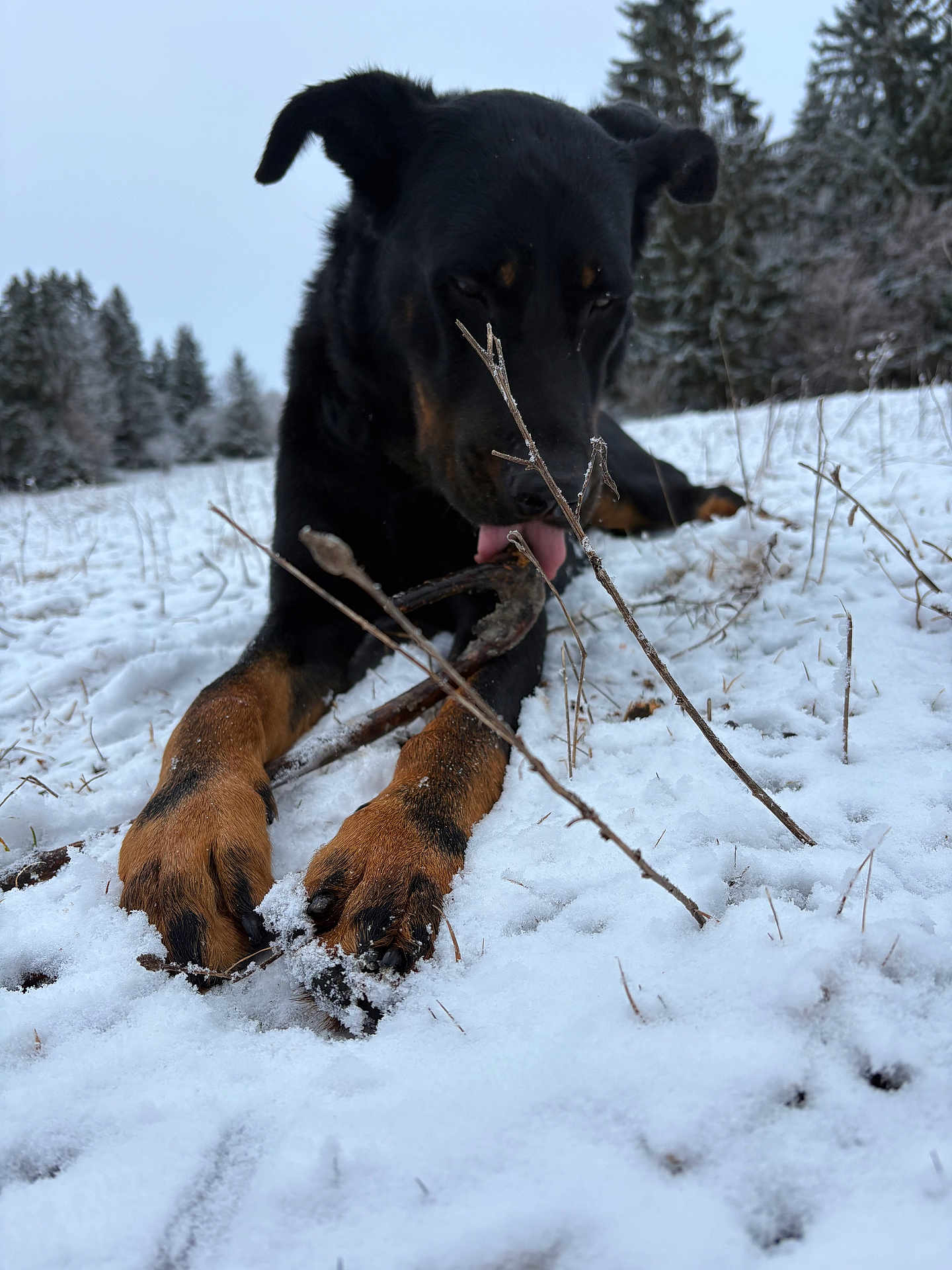 Kapi participe au concours pour gagner de l'argent avec cette photo : dog, canine, black_and_tan, paws, snow, winter, outdoors, stick, chewing, forest, trees, frozen, playful, close_up, low_angle, tongue, muzzle, fur, field, ground_level
