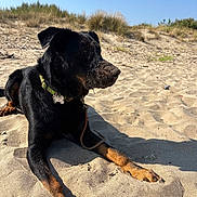 Kapi participe au concours pour gagner de l'argent avec cette photo : dog, beach, sand, black_coat, tan_paws, muzzle, collar, leash, paw, sky, dune_grass, dunes, lying_down, pet, outdoors, sunlight, portrait, relaxed, sandy, canine