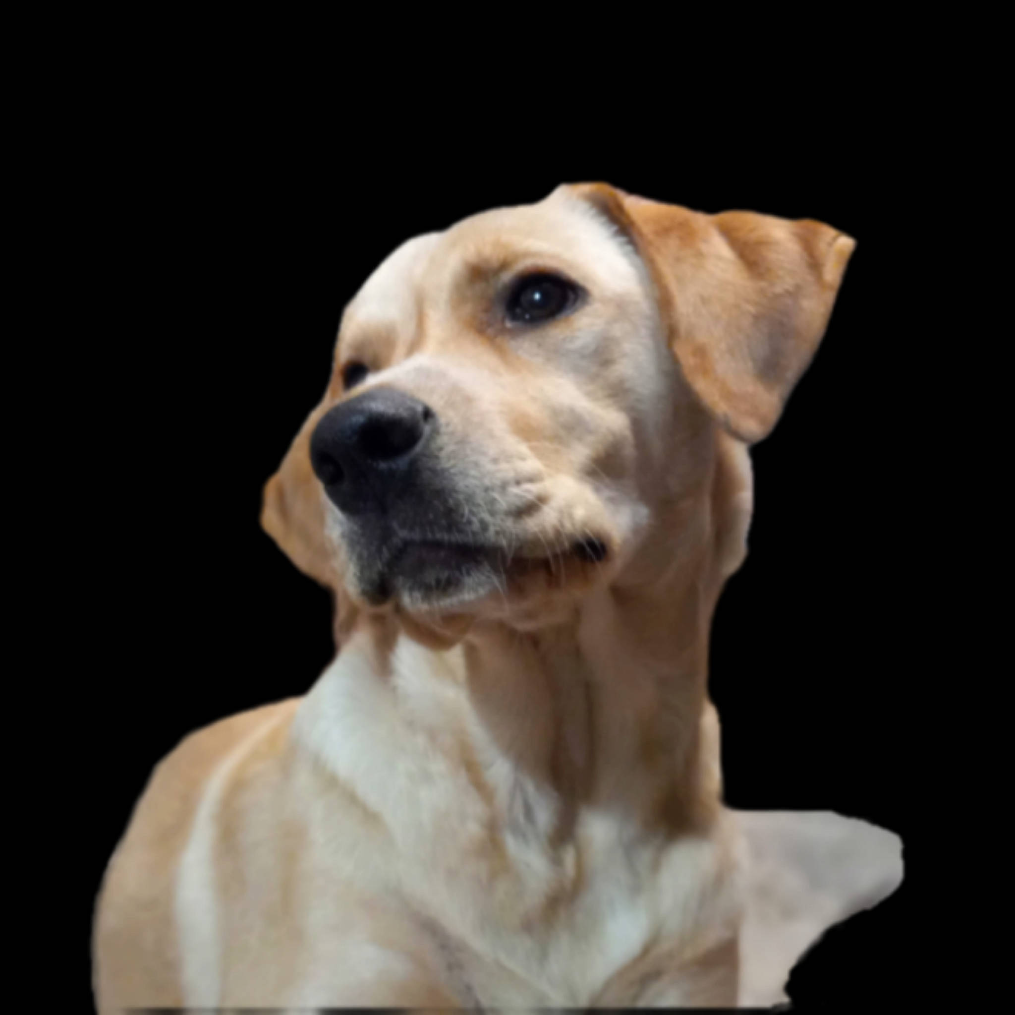 Gemma is registered to the contest to win money with this photo: carnivore, collar, companion_dog, dog, dog_breed, dog_collar, ear, fawn, fur, snout, terrestrial_animal, whiskers, working_animal