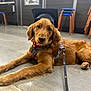 animal, brown_fur, canine, casual, cute, dog, domestic_animal, door, floor, golden_retriever, graduation_cap, harness, indoor, laying_down, leash, pet, polished_floor, puppy, stool, young_dog