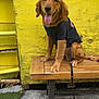 Moose is registered to the contest to win money with this photo: animal, bench, black_shirt, canine, dog, ears, fur, golden_retriever, happy, leash, outdoor, pet, puppy, sitting, smiling, snout, tongue_out, wooden_bench, yellow_wall, young_dog
