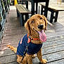 animal, bench, canine, collar, cute, daylight, dog, golden_retriever, happy, leash, outdoor, pet, puppy, shirt, sitting, smiling, table, tongue_out, wooden_deck, young_dog