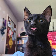 Bat Cat is registered to the contest to win money with this photo: animal, black_cat, blurred_background, bookshelf, closeup, curious, cute, domestic, door, feline, fur, indoor, kitten, pet, portrait, room, television, tongue_out, whiskers, wide_eyes