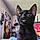 Bat Cat