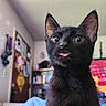 animal, black_cat, blurred_background, bookshelf, closeup, curious, cute, domestic, door, feline, fur, indoor, kitten, pet, portrait, room, television, tongue_out, whiskers, wide_eyes
