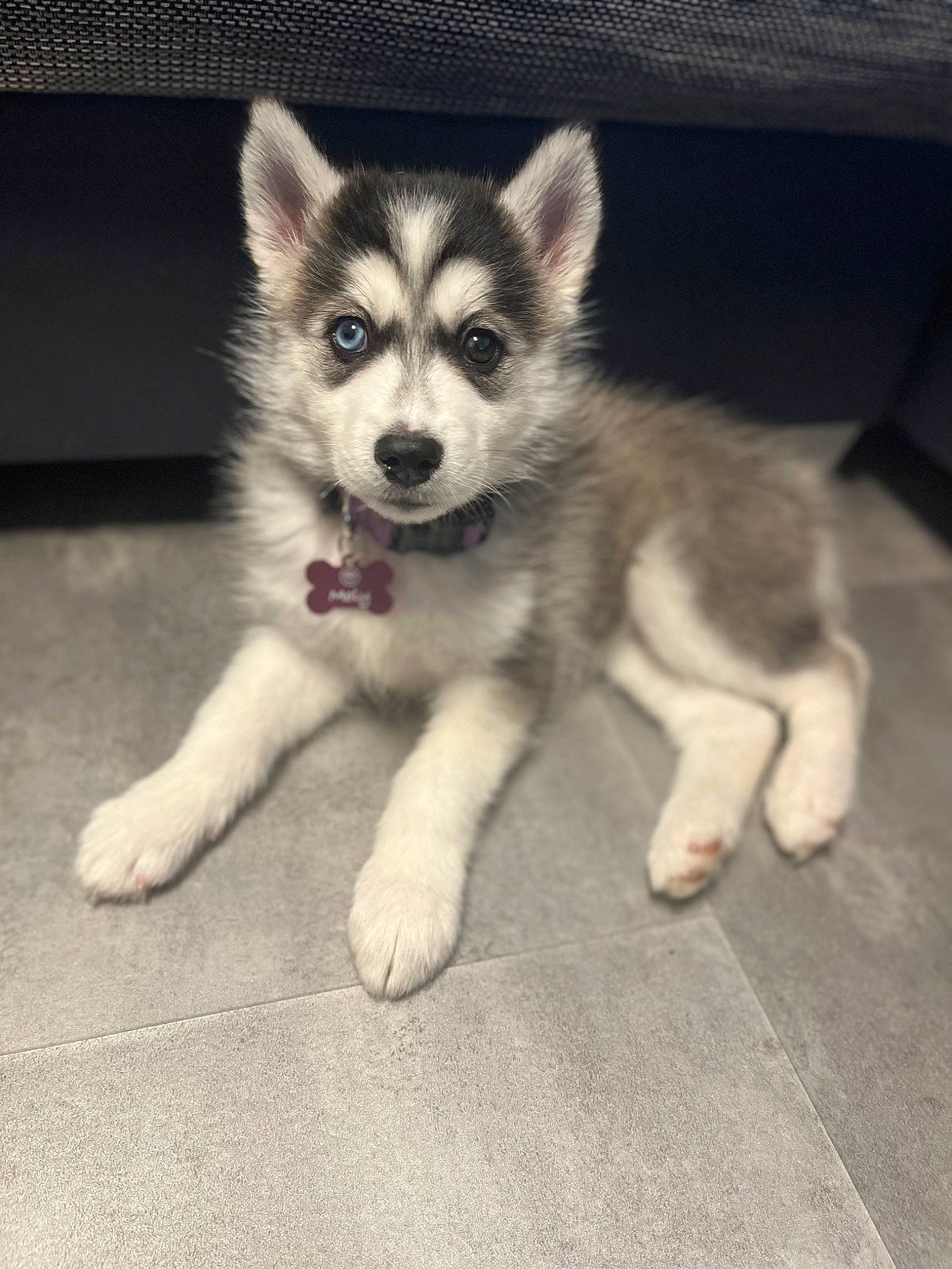 Moly participe au concours pour gagner de l'argent avec cette photo : ancient_dog_breeds, carnivore, companion_dog, dog, dog_breed, fur, sled_dog, snout, sporting_group, terrestrial_animal, working_dog