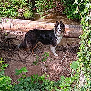 Nalia a rejoint le concours — aidez-le/la à gagner de superbes lots ! dog, nature, forest, greenery, stream, log, dirt, outdoor, animal, pet, canine, leafy, sunlight, happy, smiling, walking, tree, bush, water, wildlife