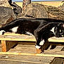 cat, black_cat, white_paws, wooden_pallet, wood_logs, outdoor, sunlight, relaxed, animal, pet, feline, resting, nature, daylight, closeup, laying_down, fur, whiskers, yellow_eyes, wood