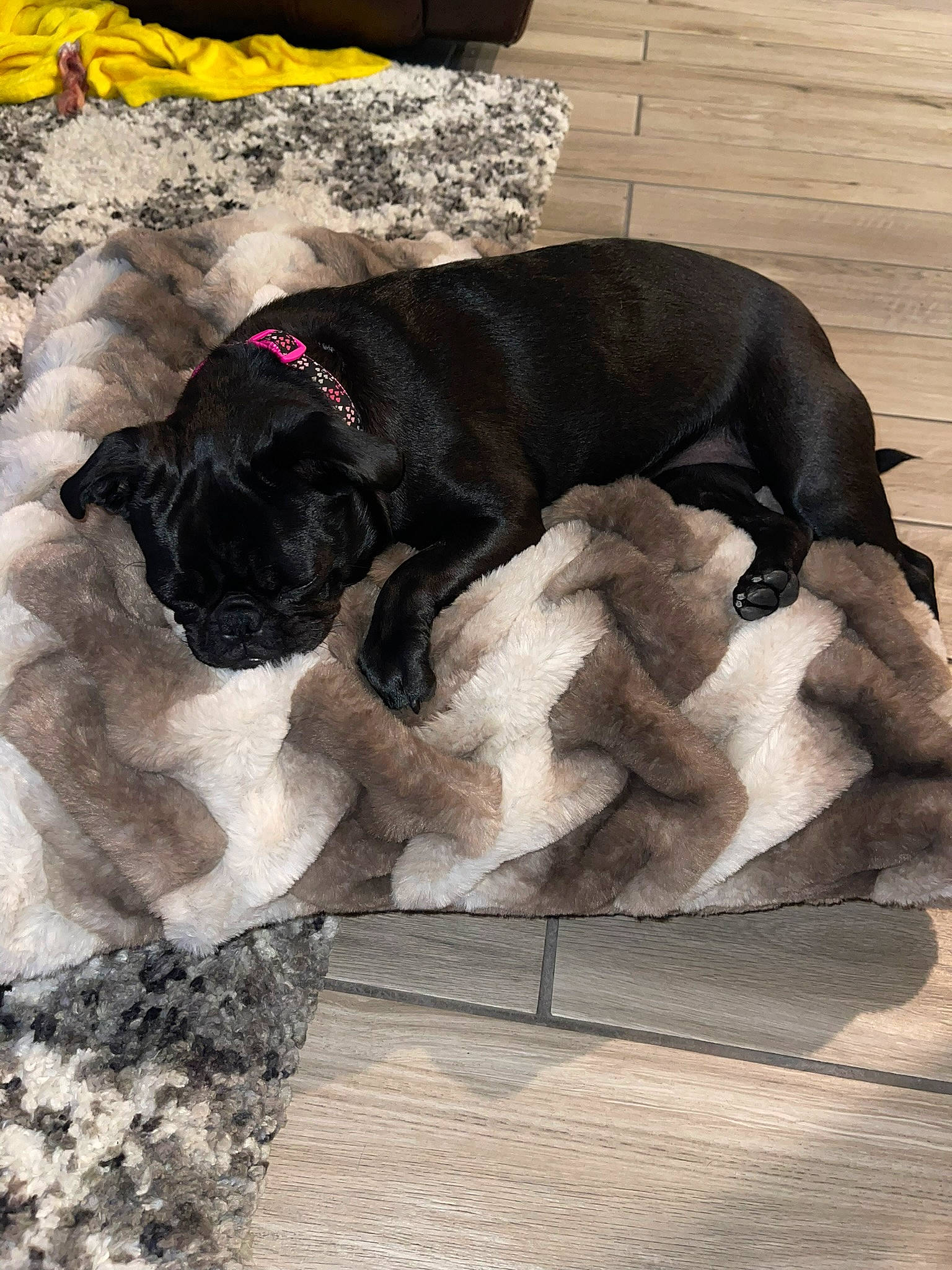 Pluto joined the competition — help win amazing prizes! art, canidae, carnivore, collar, comfort, companion_dog, dog, dog_breed, dog_collar, dog_supply, fawn, flooring, fur, leash, liver, snout, sporting_group, tail, tints_and_shades, working_animal