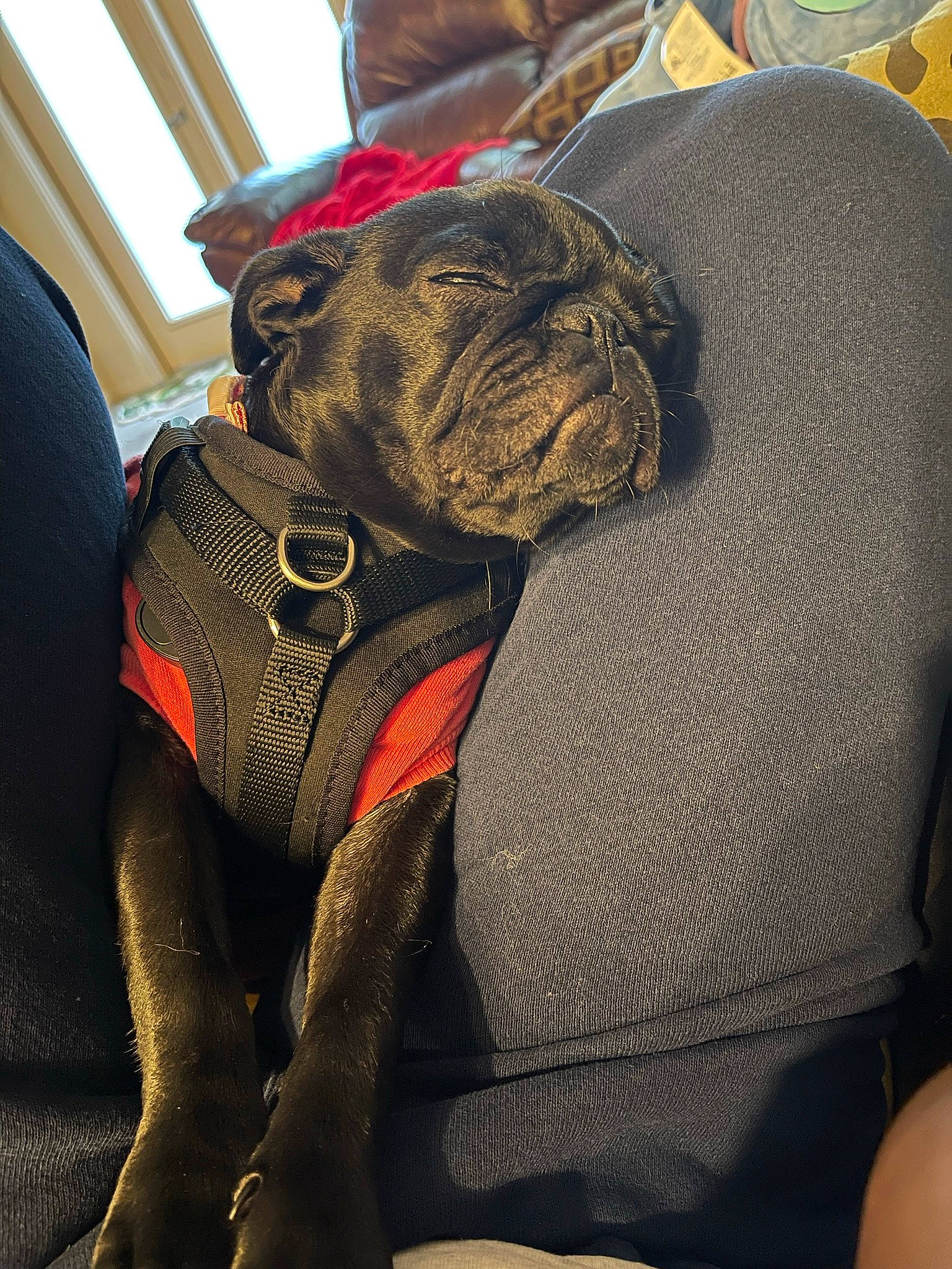 Pluto is registered to the contest to win money with this photo: canidae, carmine, carnivore, collar, comfort, companion_dog, dog, dog_breed, dog_collar, fawn, flesh, human_leg, knee, pug, sitting, snout, sporting_group, thigh, working_animal, wrinkle