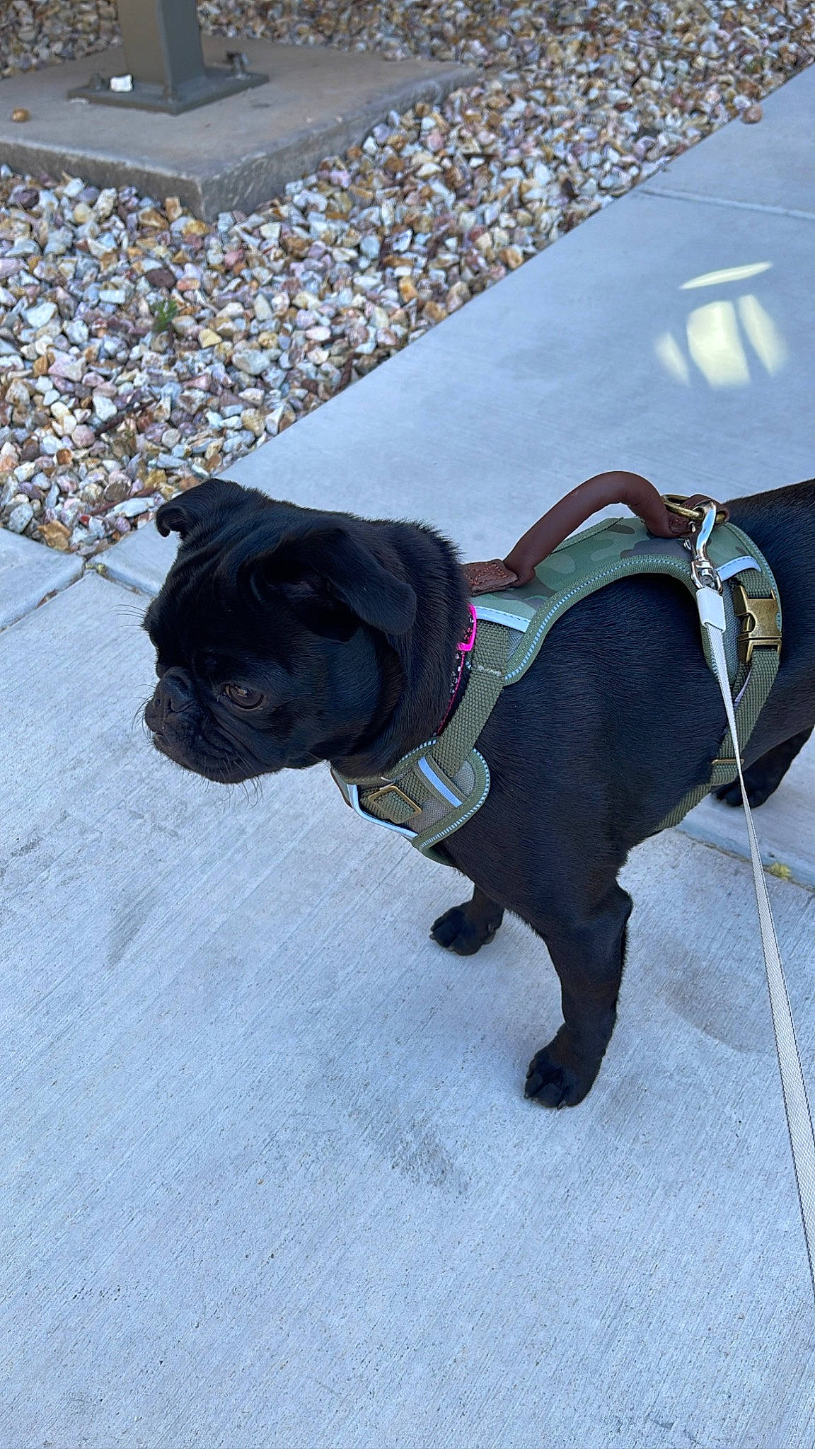 Pluto is registered to the contest to win money with this photo: carnivore, collar, companion_dog, dog, dog_breed, dog_clothes, dog_collar, dog_supply, fashion_accessory, fawn, grey, leash, liver, personal_protective_equipment, pet_supply, snout, sporting_group, tail, toy_dog, working_animal