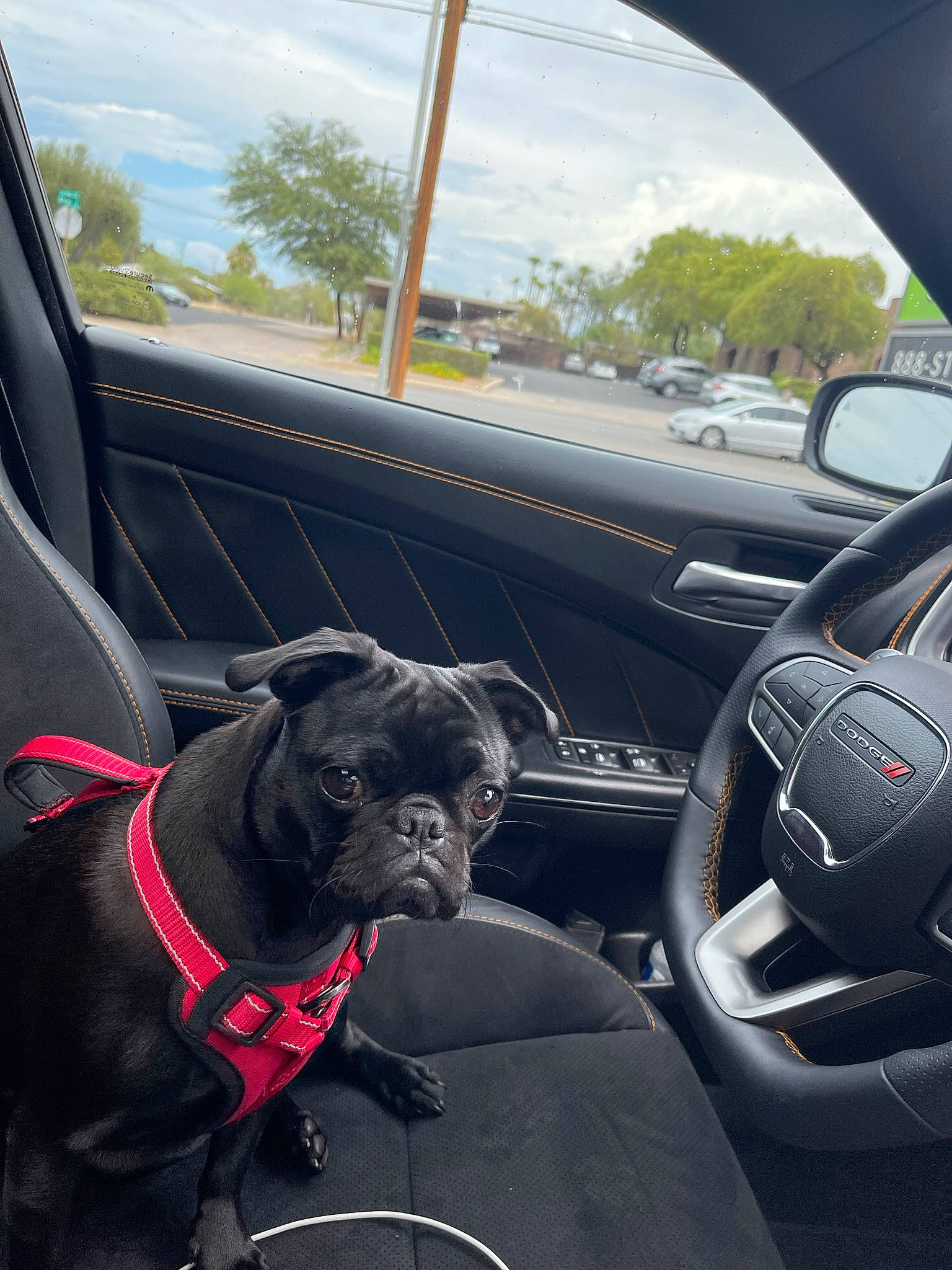 Pluto joined the competition — help win amazing prizes! automotive_design, automotive_exterior, automotive_mirror, car, car_seat_cover, carnivore, cloud, collar, companion_dog, dog, dog_breed, fawn, mode_of_transport, motor_vehicle, sky, steering_part, steering_wheel, tree, vehicle, vehicle_door